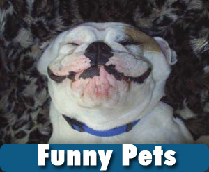 funny pets